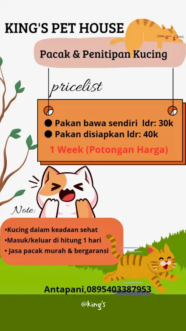 Kucing jantan exotic peaknose himalaya red point