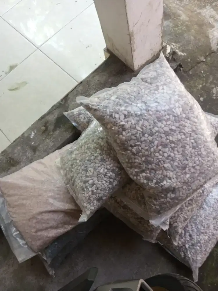 Koral Sikat Pancawarna