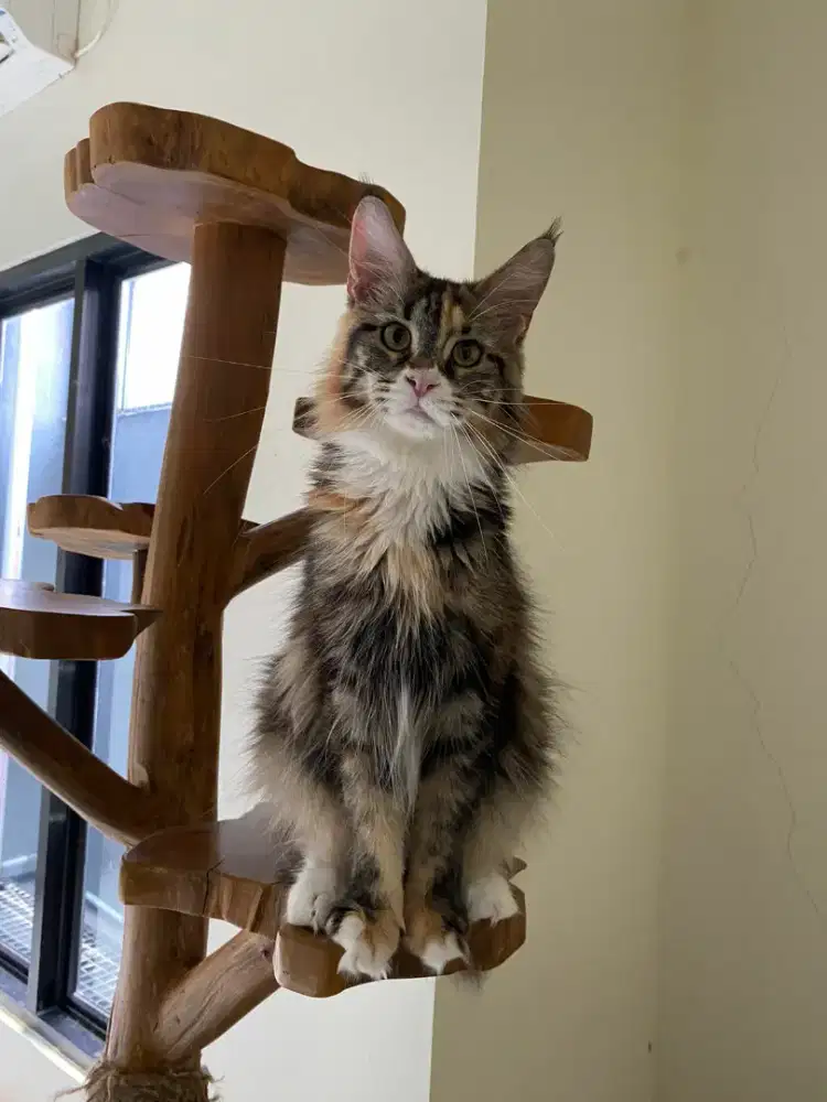 Maincoon Nonped