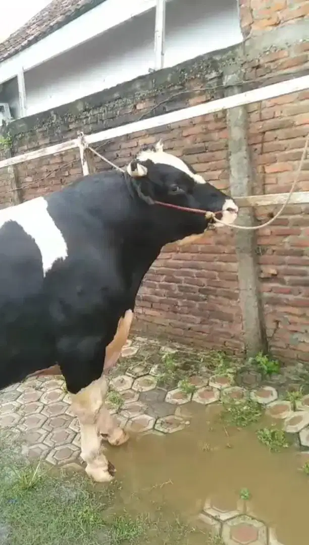 JUAL SAPI FH MURAH