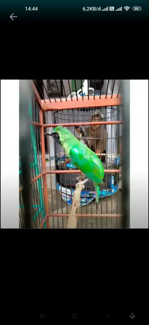 Jalak heeejjjoooo Jinak jamtrokkk cetrekan JATIM harga nett