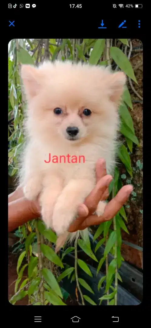 Adopsi Anabul Minipom