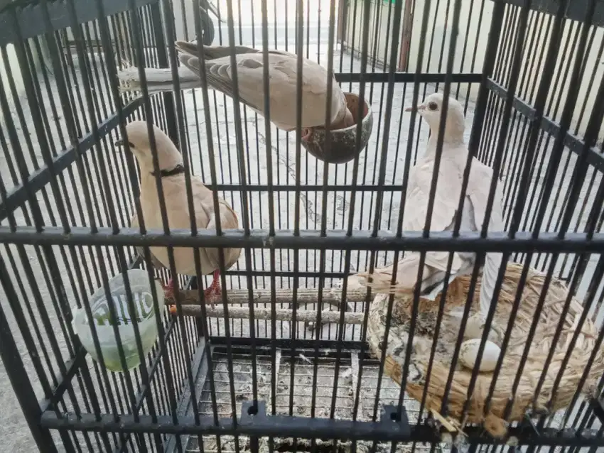 Burung puter 2 indukan 1 anak dan 2 telur
