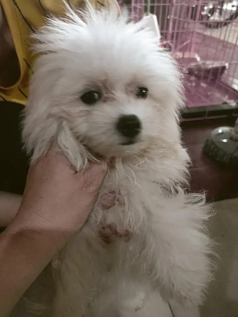 Anakan Maltese No Stambum Dan No Chip