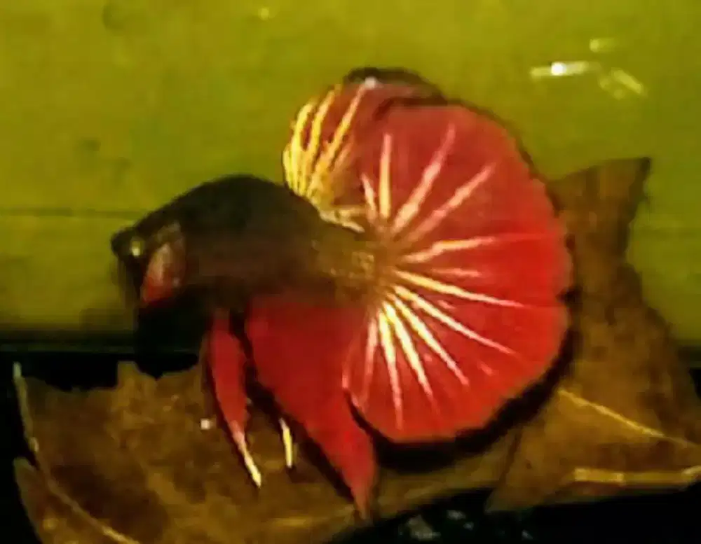 Ikan Cupang Plakat HMPK