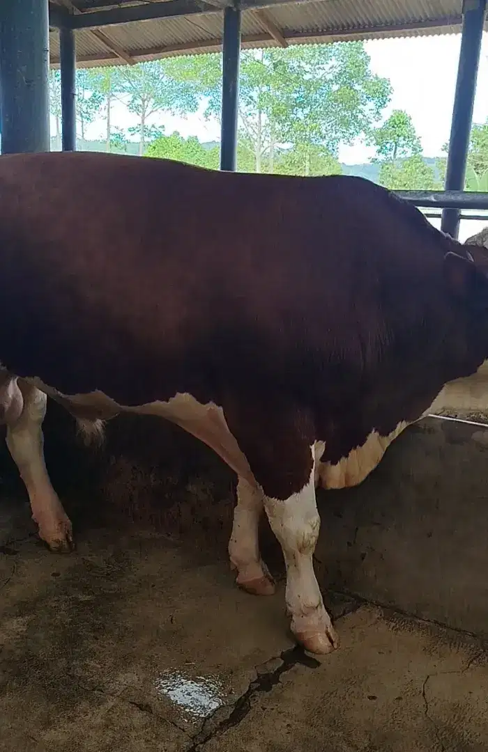 Jual sapi&domba