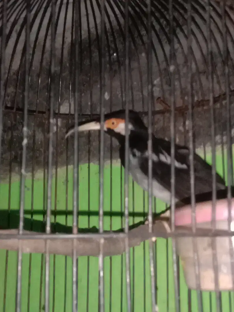 BURUNG JALAK SUREN