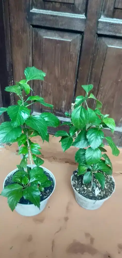 Tanaman Bunga sepatu tumpuk