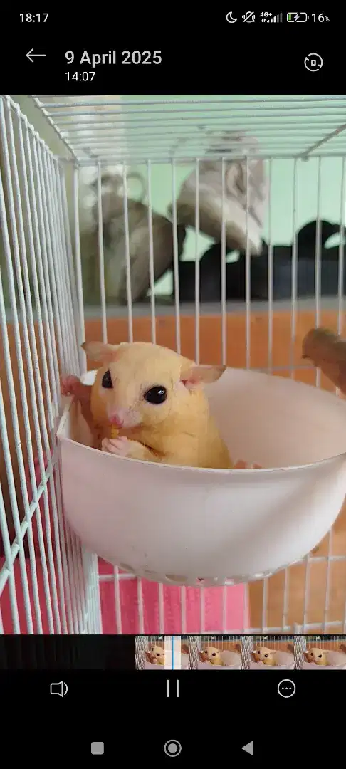 sugar glider leucistic