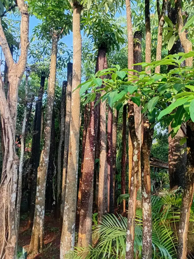 pohon pule taman dan tanaman hias lain nya