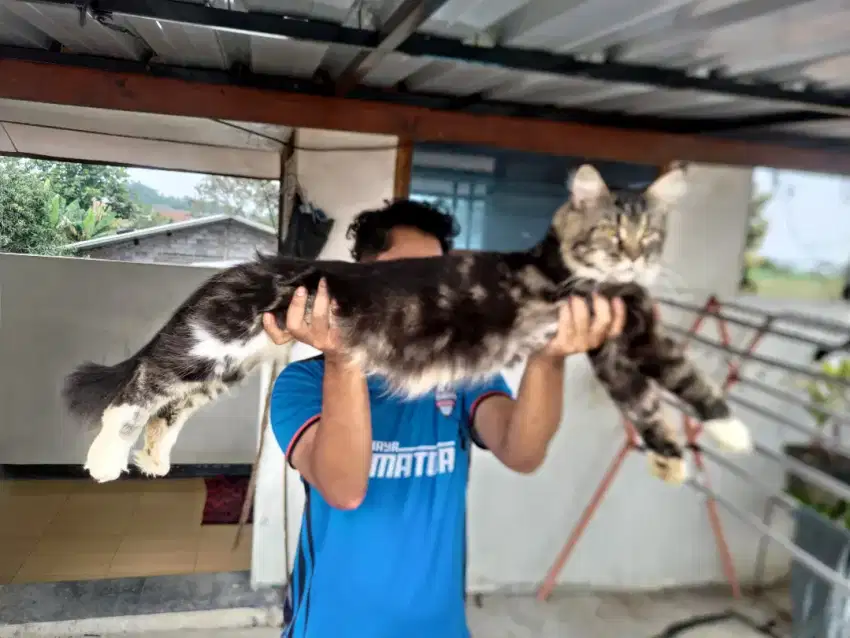 Mainecoon pure CFA jantan