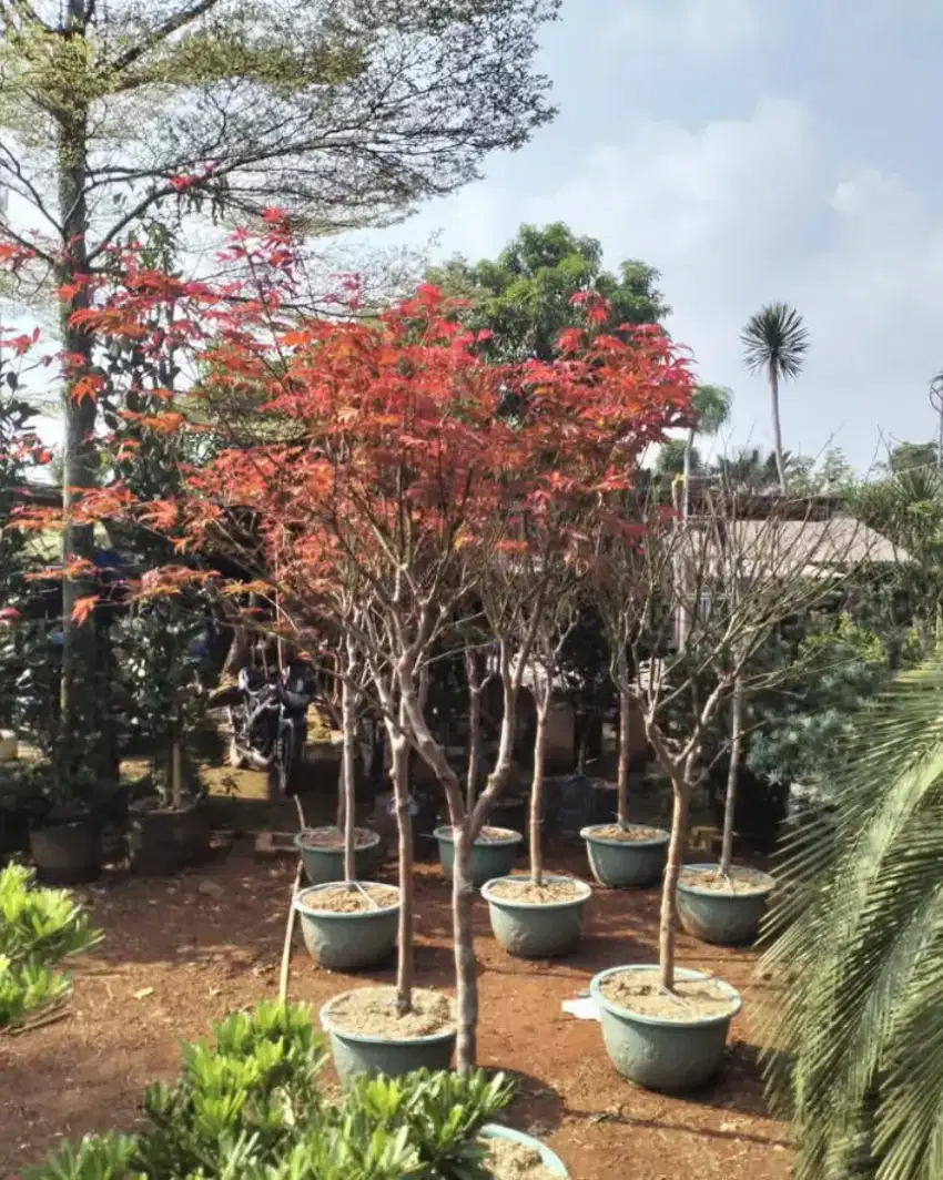 Pohon red maple ataubpohon mapel