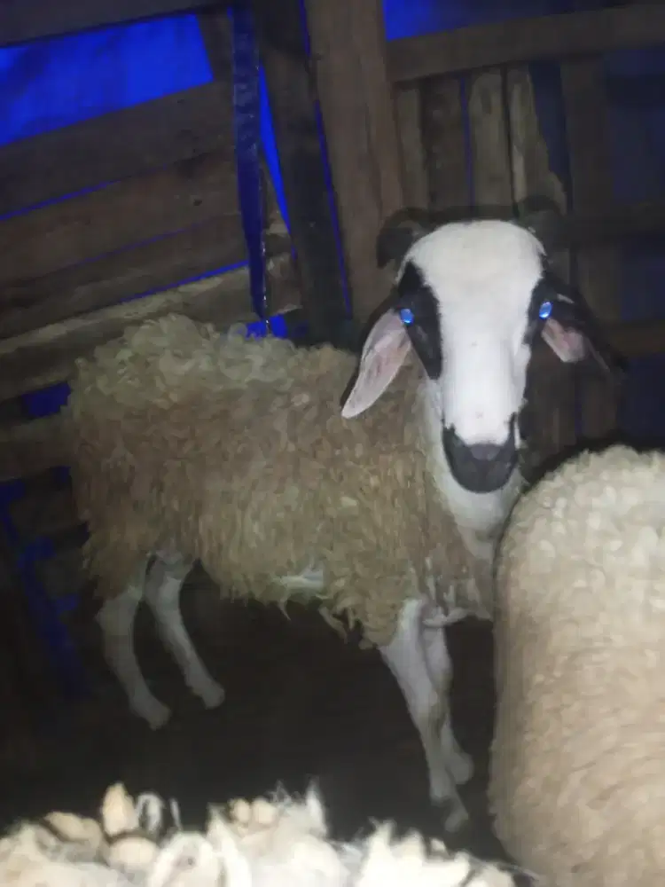Kambing domba sapi qurban