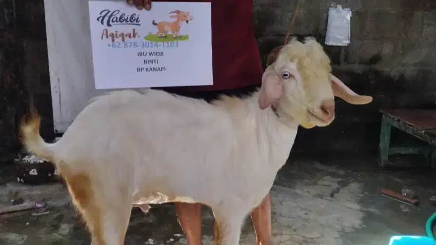 Kambing aqiqah. Murah