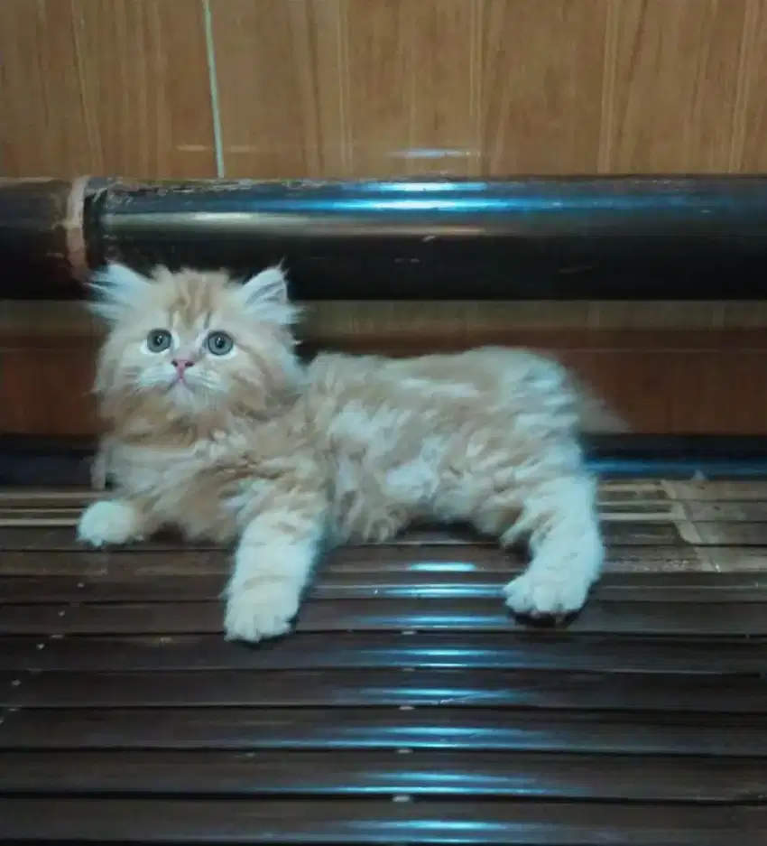 Kucing oren jantan persia lucu tabby
