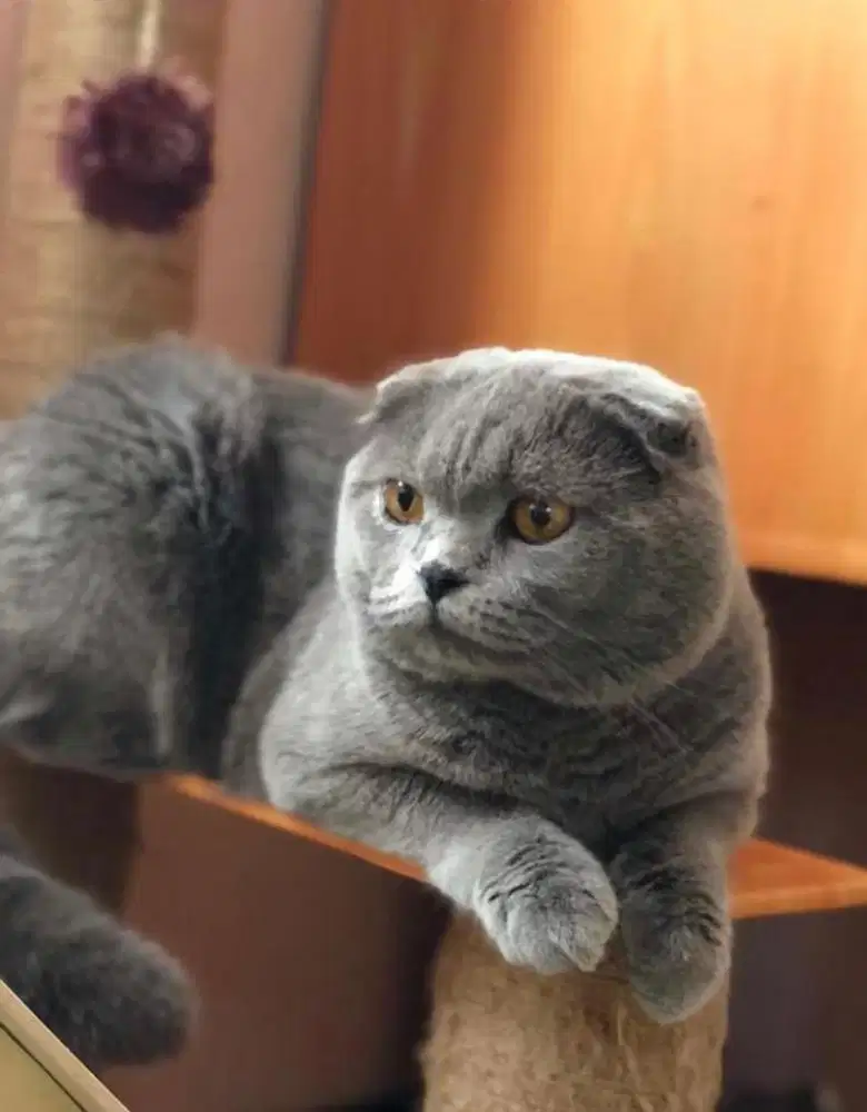 Jasa pacak kawin kucing scottish fold bisa untuk betina bsh peaknose