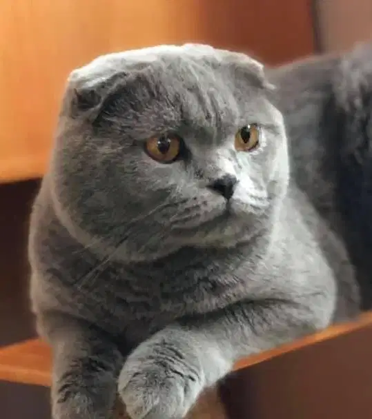 Jasa pacak kawin kucing scottish fold bisa untuk betina bsh peaknose