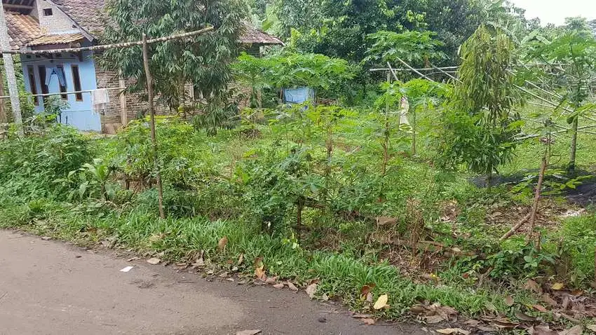 Kebun Duren Dijual Di Warunggunung Selaraja 1000 m2 15 duren Montong
