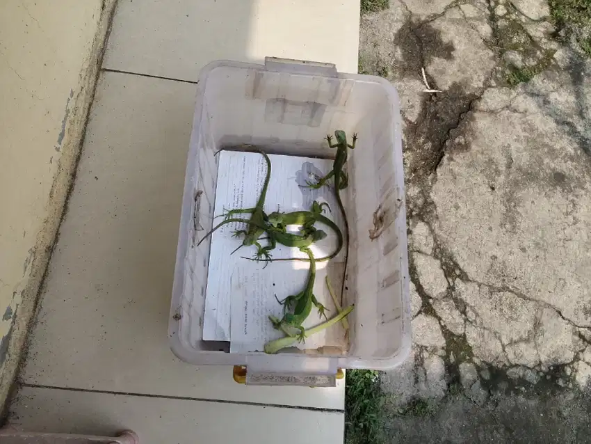 Baby green iguana