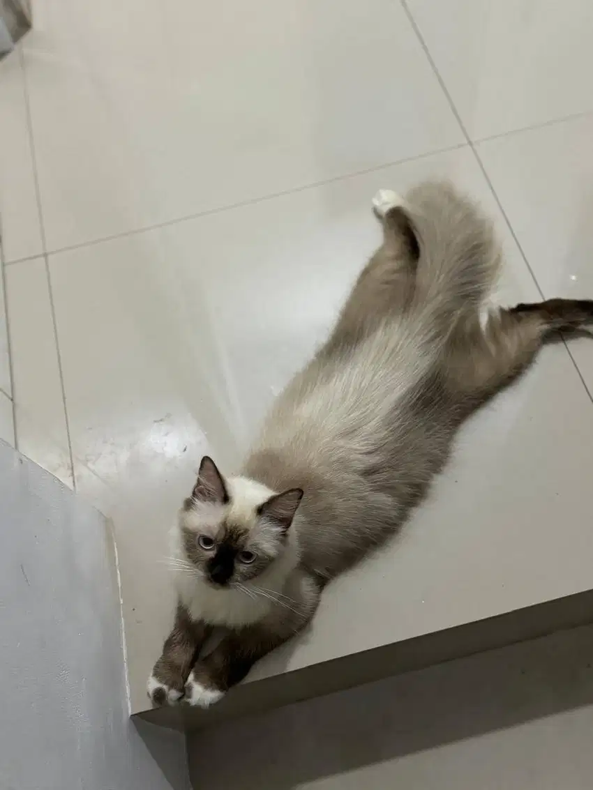 Jual Lepas Adopt Anak Kucing Persia Himalaya Bermahar