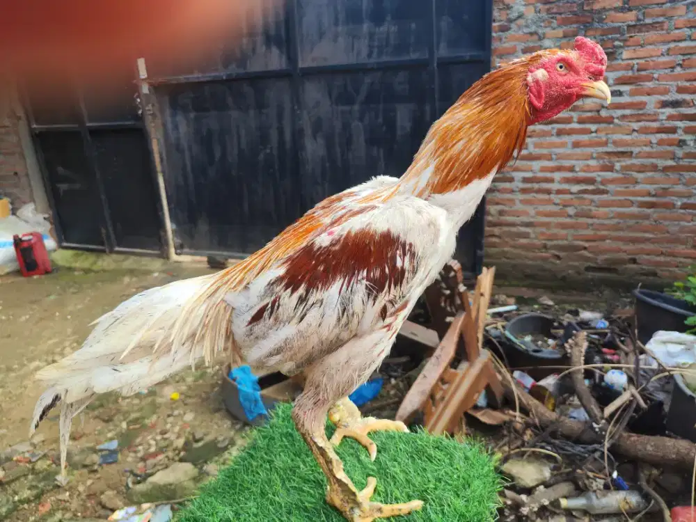 Ayam Bangkok Pluker clasik kawin duduk