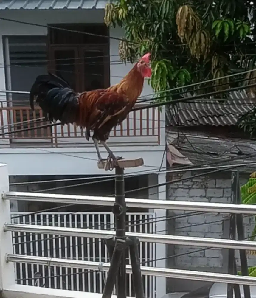 Ayam ketawa disko trah durasi sambung