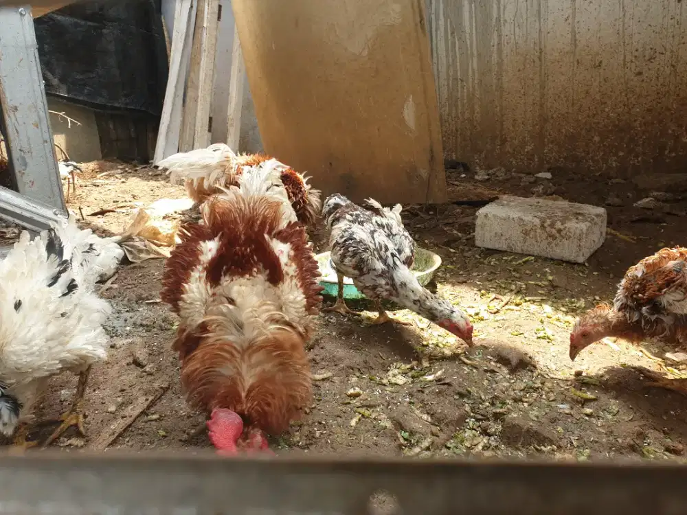 Ayam walik atau ayam kriting