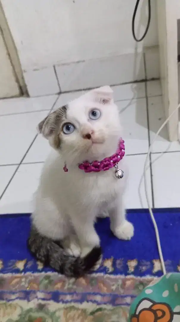 Open Adopt Kucing Scottish Fold