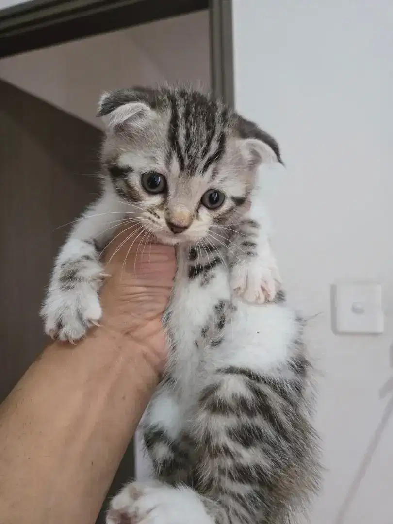 Open Adopt Kucing Scottish Fold