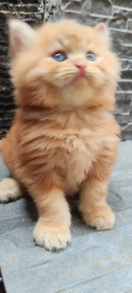 Kucing Persia flatnose peaknose kitten 3bl gimbul jantan bulu lebat