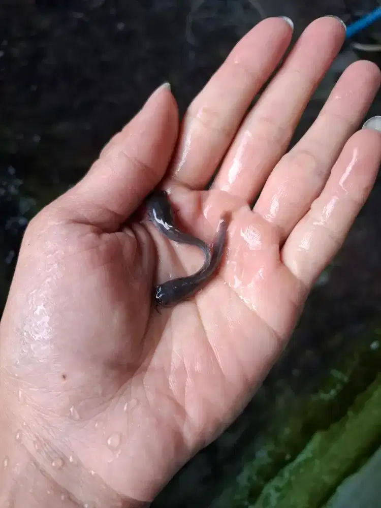 Lele sangkuriang 3-5 cm