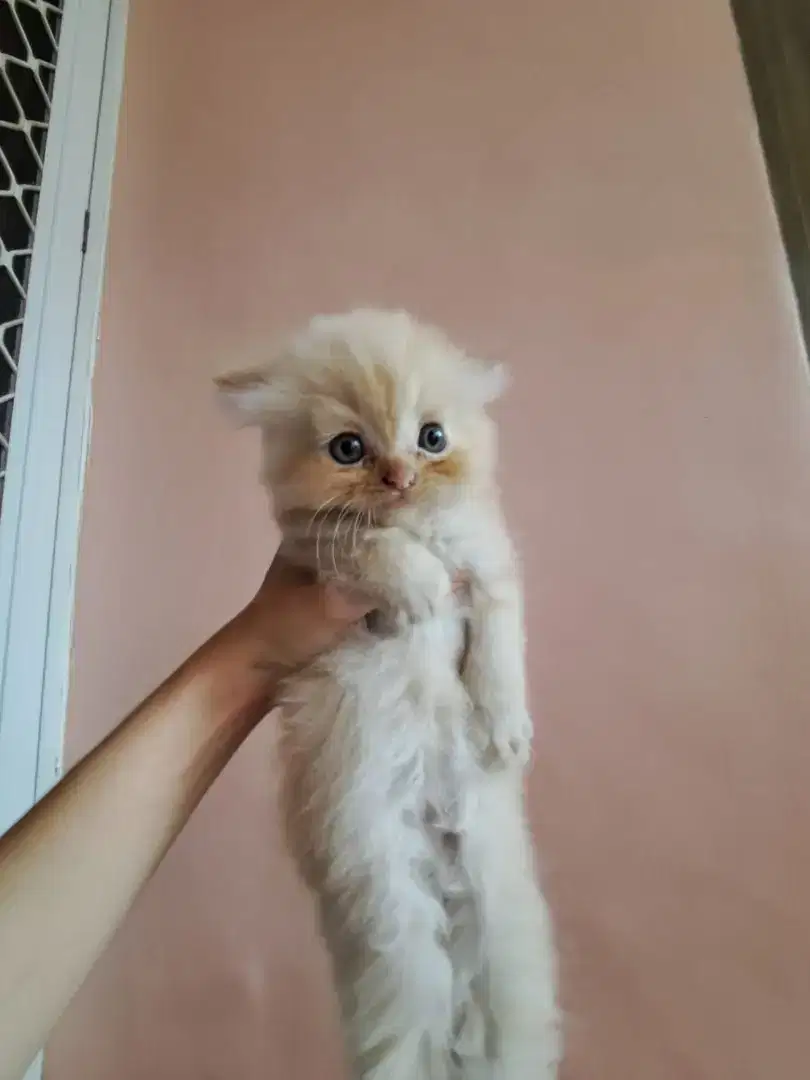 Kucing kitten umur 3 bulan
