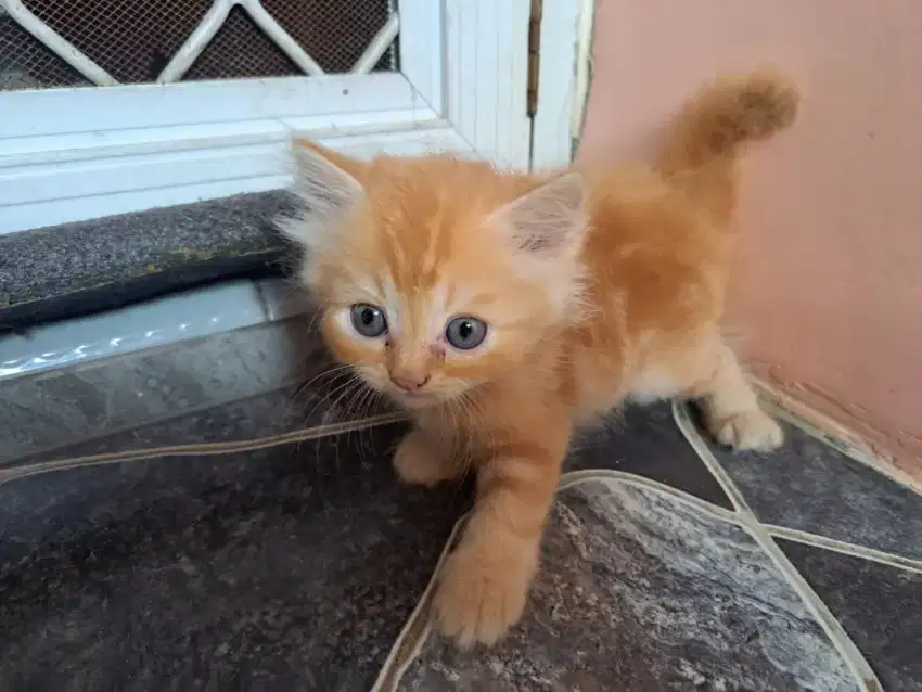 Kucing kitten umur 3 bln