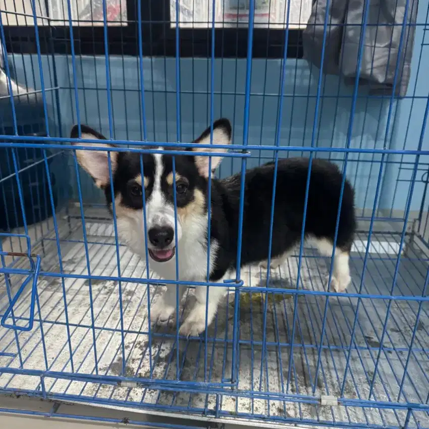 anak anjing corgi jantan sertifikat lengkap