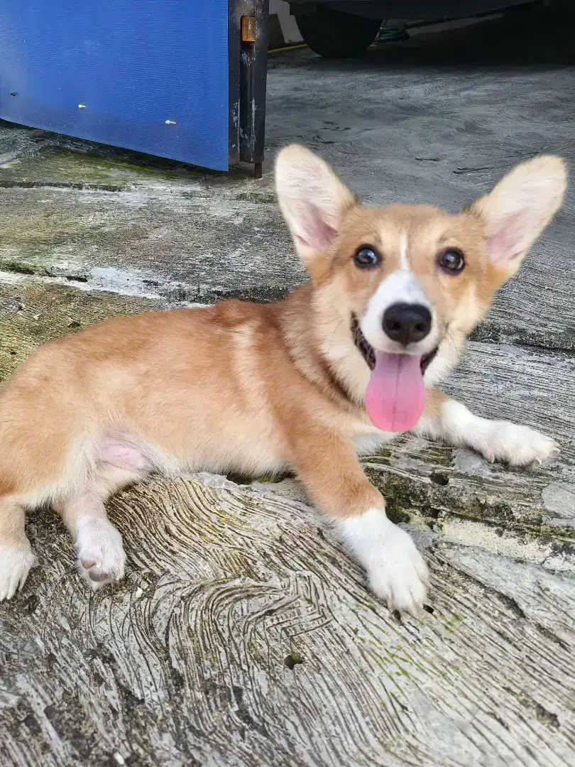 Anjing corgi sable