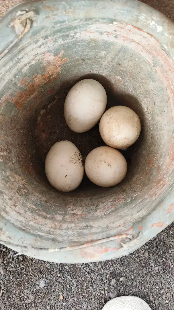 Telor Soang/Telor Angsa Tembuhuk Busuk Calang