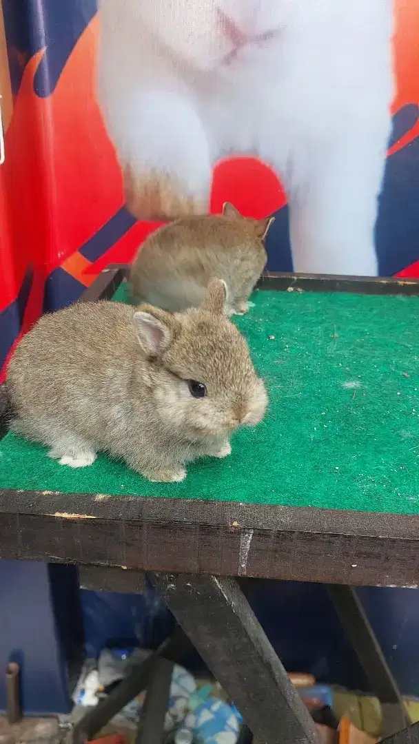 Kelinci netherland dwarf