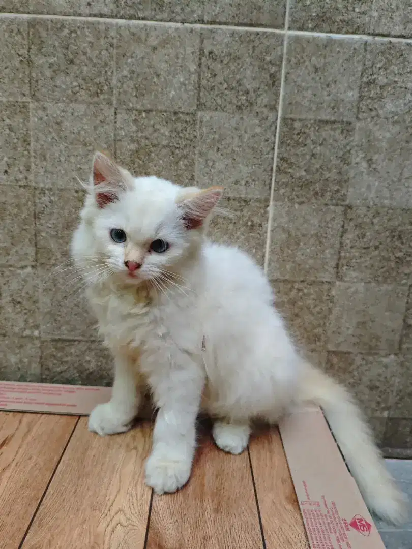 Kucing Himalaya Kitten