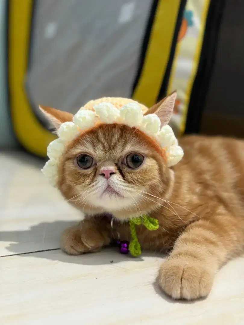 Kucing Peaknose Jantan