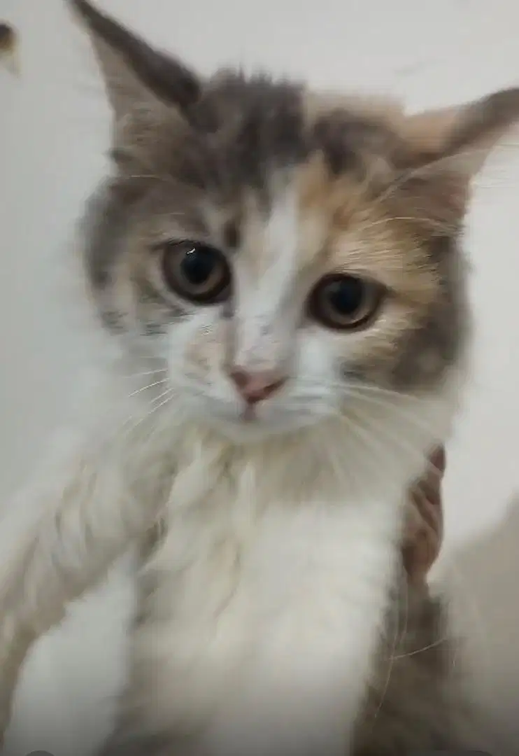Kucing Persia Calico