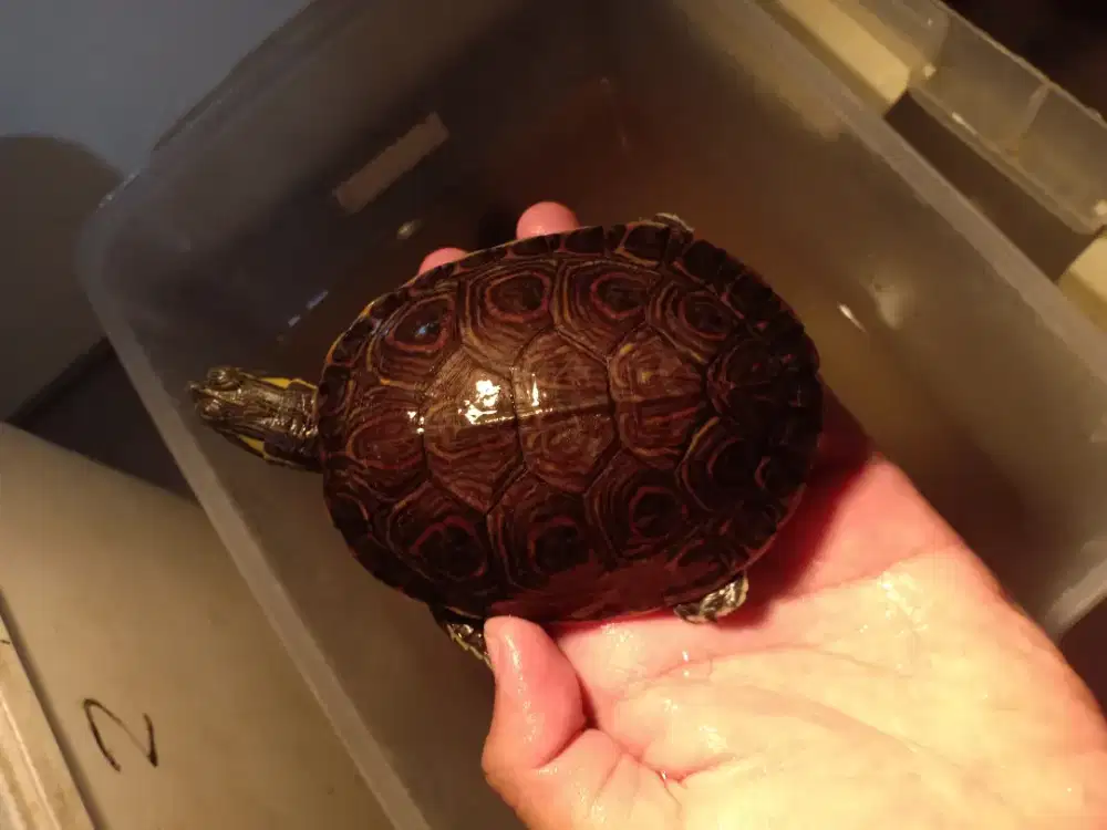 Kura kura venusta remaja