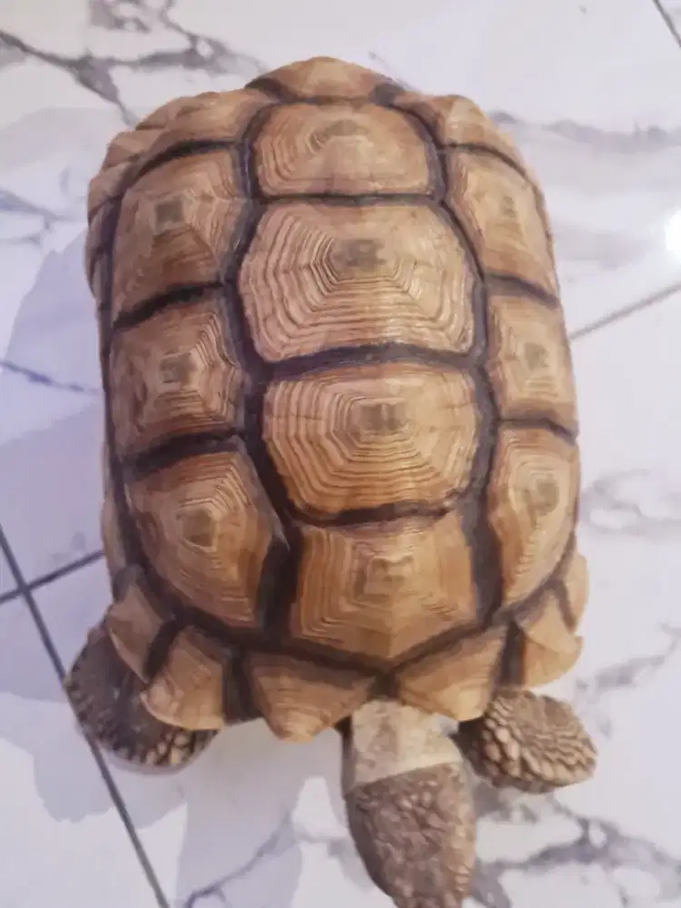 Kura-kura sulcata (kura-kura darat)