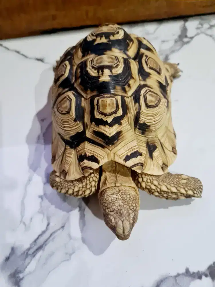 Kura-kura snow pardalis (kura-kura darat)