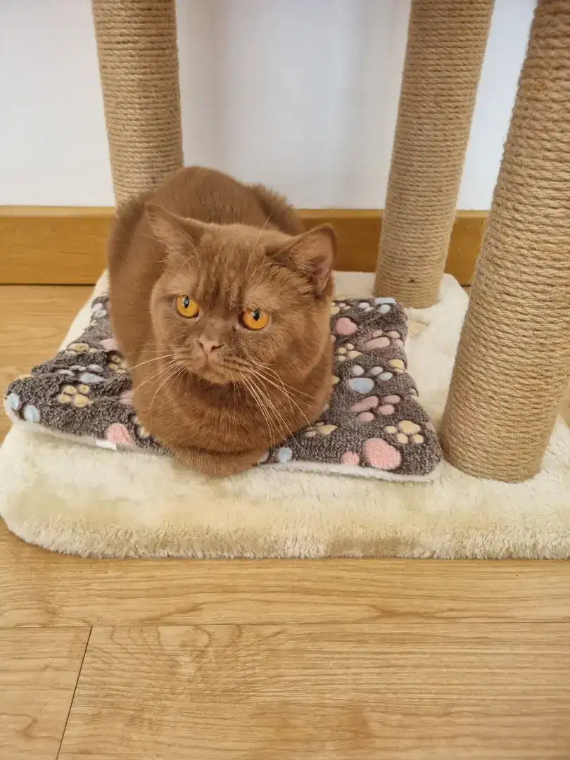 Lepas adopt kucing cinnamon import steril