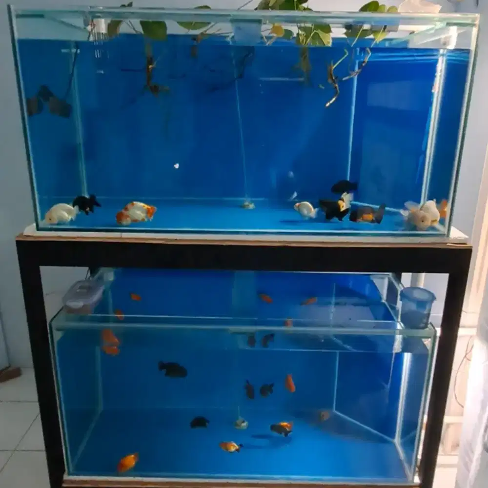 Aquarium Ikan Hias 2 Tingkat 120x50x60cm Kaca Tebal Full 8mm Rak Besi