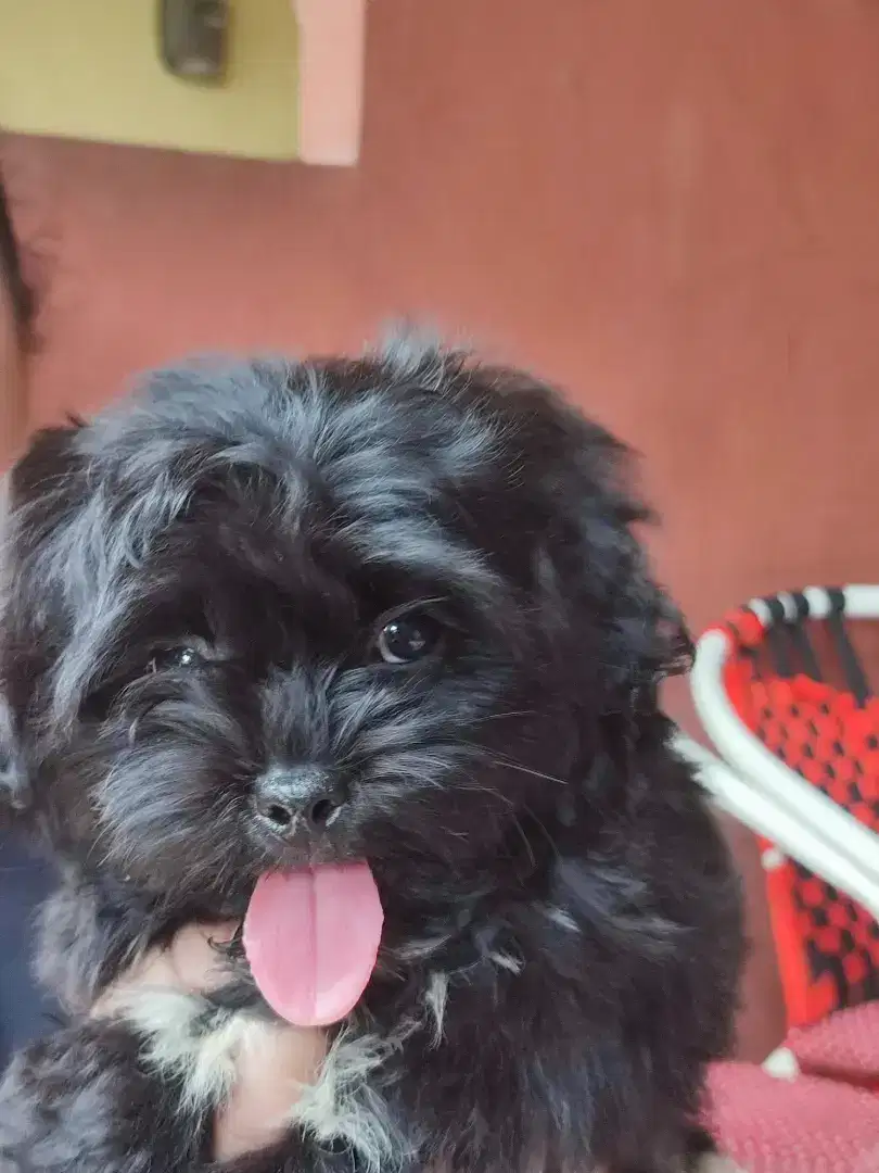 Dijual Anak Anjing Shipoo (Shitzu Poodle) Usia 2bln