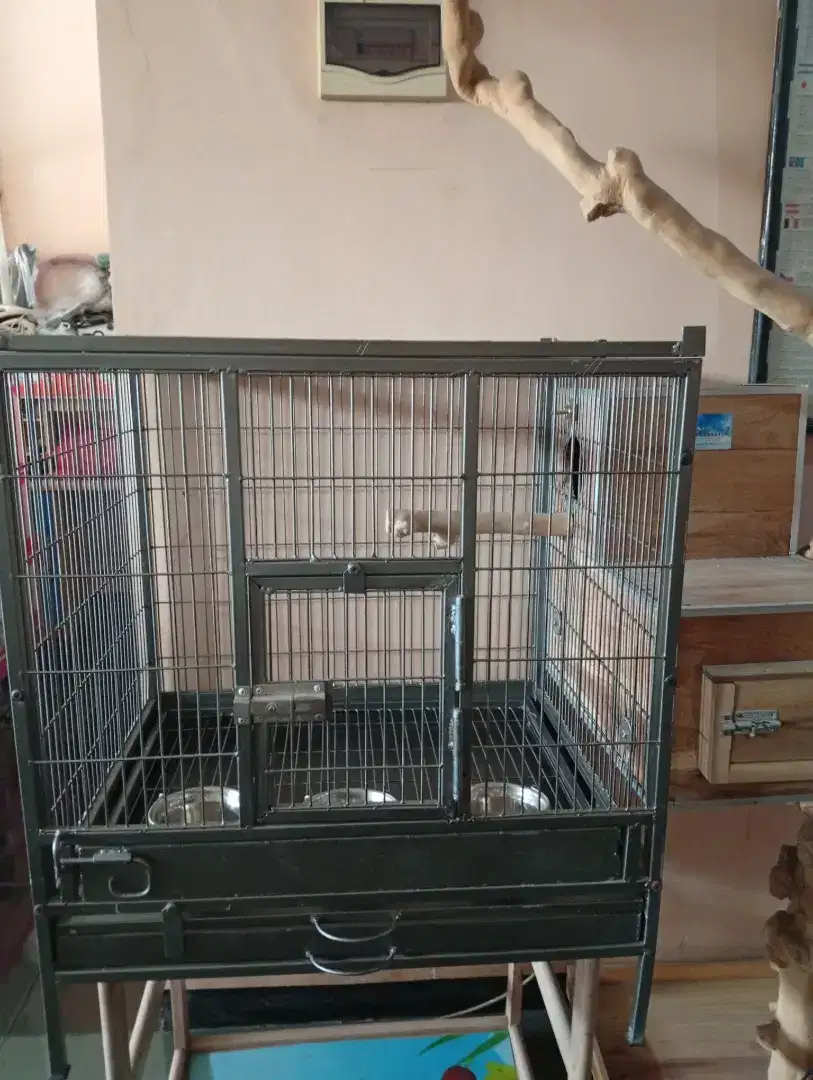 Jual cepat kandang burung untuk ternak burung Parrot Afgrey,SC dll