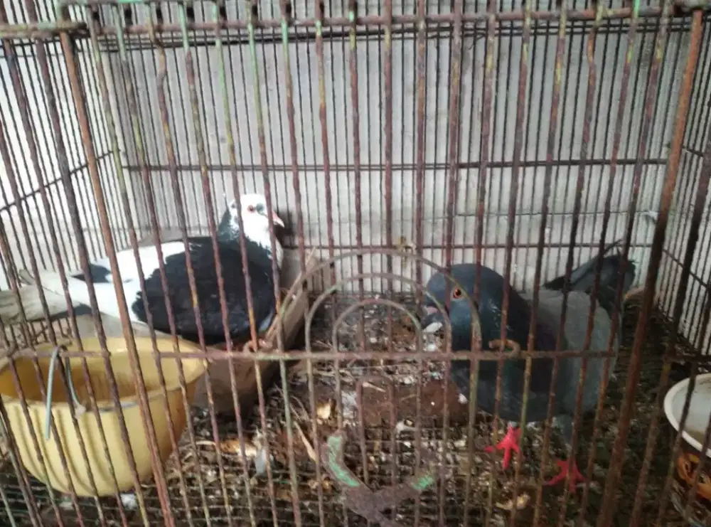 Burung merpati Putih Blantong Blorok