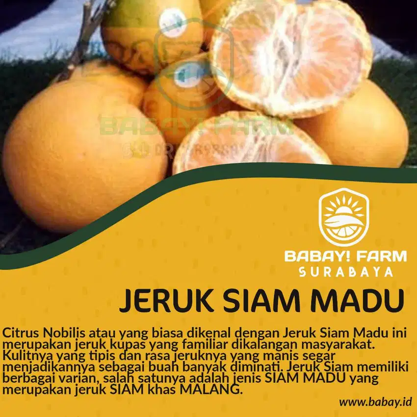 Buah Jeruk Siam Madu per kg