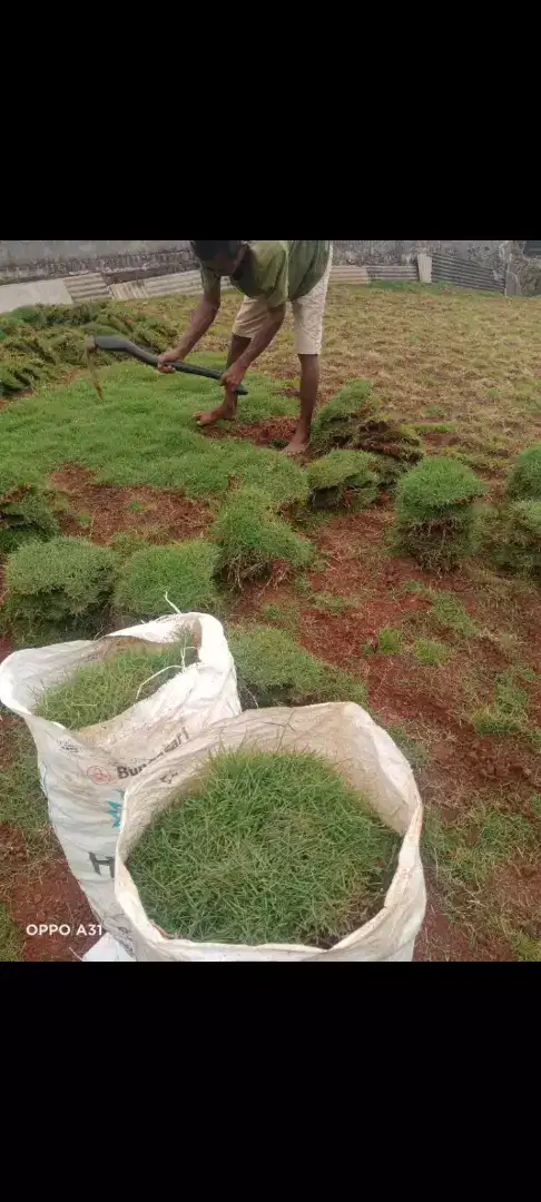 Jual rumput jepang karungan